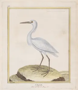 L'Aigrette (Egret), from "Histoire Naturelle de Oiseaux"