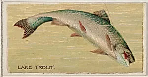 Lake Trout, from the series Fishers and Fish (N74) for Duke brand cigarettes by W. Duke, Sons & Co.|Knapp & Company