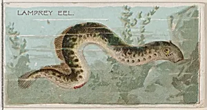 Lamprey Eel, from the series Fishers and Fish (N74) for Duke brand cigarettes by W. Duke, Sons & Co.|Knapp & Company