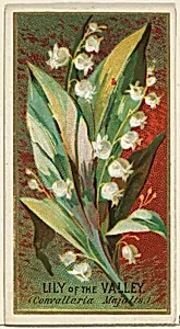 Lily of the Valley (Convallaria Majalis), from the Flowers series for Old Judge Cigarettes by Goodwin & Company|George S. Harris & Sons