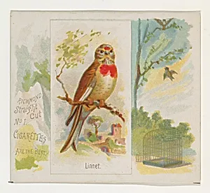Linnet, from the Song Birds of the World series (N42) for Allen & Ginter Cigarettes by Allen & Ginter|George S. Harris & Sons