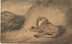 Lion Resting