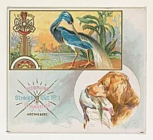 Louisiana Heron, from the Game Birds series (N40) for Allen & Ginter Cigarettes by Allen & Ginter