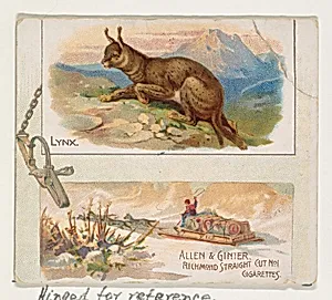 Lynx, from Quadrupeds series (N41) for Allen & Ginter Cigarettes by Allen & Ginter|Lindner, Eddy & Claus