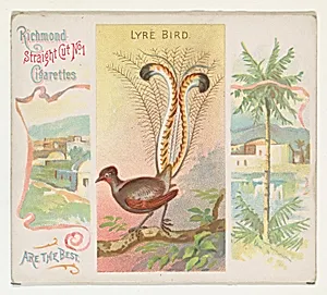 Lyre Bird, from Birds of the Tropics series (N38) for Allen & Ginter Cigarettes by Allen & Ginter|George S. Harris & Sons