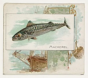 Mackerel, from Fish from American Waters series (N39) for Allen & Ginter Cigarettes by Allen & Ginter|Lindner, Eddy & Claus