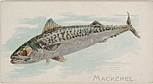 Mackerel, from the Fish from American Waters series (N8) for Allen & Ginter Cigarettes Brands by Allen & Ginter|Lindner, Eddy & Claus