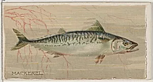 Mackerel, from the series Fishers and Fish (N74) for Duke brand cigarettes by W. Duke, Sons & Co.|Knapp & Company