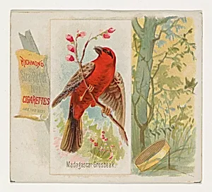 Madagascar Grosbeak, from the Song Birds of the World series (N42) for Allen & Ginter Cigarettes by Allen & Ginter|George S. Harris & Sons