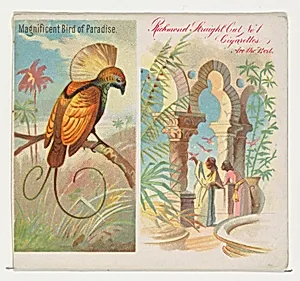 Magnificent Bird of Paradise, from Birds of the Tropics series (N38) for Allen & Ginter Cigarettes by Allen & Ginter|George S. Harris & Sons