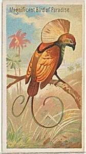 Magnificent Bird of Paradise, from the Birds of the Tropics series (N5) for Allen & Ginter Cigarettes Brands by Allen & Ginter|George S. Harris & Sons