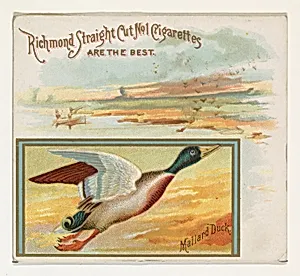 Mallard Duck, from the Game Birds series (N40) for Allen & Ginter Cigarettes by Allen & Ginter