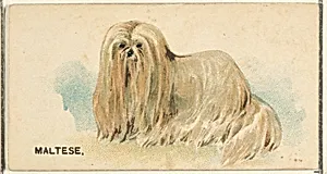 Maltese, from the Dogs of the World series for Old Judge Cigarettes by Goodwin & Company