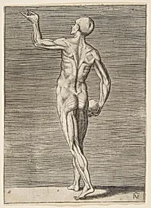 Man seen from the Back, holding a Skull in his right Hand by Giulio Bonasone