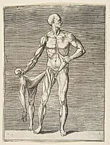 Man seen from the Front, holding the Skin of his right Arm and Leg in his right Hand by Giulio Bonasone