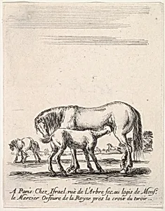 Mare suckling a foal in center, another foal urinating in back left, other horses in the background, from 'Various cavalry exercises' (Diverses exercices de cavalerie) by Stefano della Bella|Israël Henriet