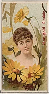 Marigold: Disdain, from the series Floral Beauties and Language of Flowers (N75) for Duke brand cigarettes by Donaldson Brothers|American Tobacco Company