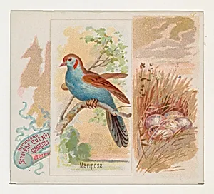 Mariposa, from the Song Birds of the World series (N42) for Allen & Ginter Cigarettes by Allen & Ginter|George S. Harris & Sons