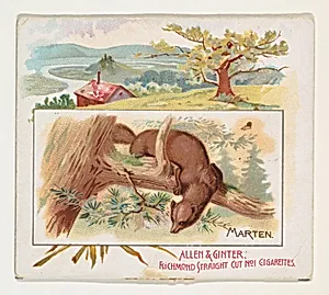 Marten, from Quadrupeds series (N41) for Allen & Ginter Cigarettes by Allen & Ginter|Lindner, Eddy & Claus
