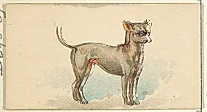 Mexican Hairless, from the Dogs of the World series for Old Judge Cigarettes by Goodwin & Company