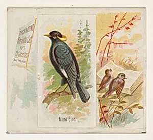 Mino Bird, from the Song Birds of the World series (N42) for Allen & Ginter Cigarettes by Allen & Ginter|George S. Harris & Sons