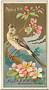 Mockingbird, from the Birds of America series (N4) for Allen & Ginter Cigarettes Brands by Allen & Ginter