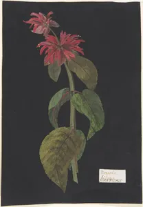 Monarda didyma/Scarlet Lion's Tail