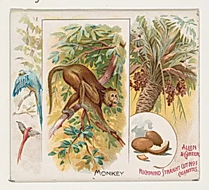 Monkey, from Quadrupeds series (N41) for Allen & Ginter Cigarettes by Allen & Ginter|Lindner, Eddy & Claus