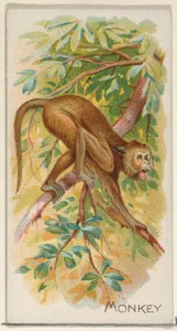 Monkey, from the Quadrupeds series (N21) for Allen & Ginter Cigarettes