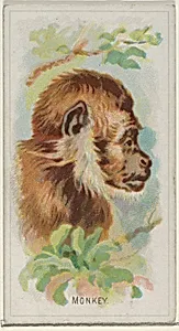 Monkey, from the Wild Animals of the World series (N25) for Allen & Ginter Cigarettes by Allen & Ginter|George S. Harris & Sons