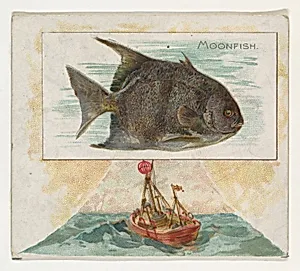 Moonfish, from Fish from American Waters series (N39) for Allen & Ginter Cigarettes by Allen & Ginter|Lindner, Eddy & Claus