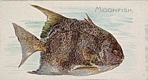 Moonfish, from the Fish from American Waters series (N8) for Allen & Ginter Cigarettes Brands by Allen & Ginter|Lindner, Eddy & Claus