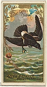 Mother Carey's Chicken, from the Birds of America series (N4) for Allen & Ginter Cigarettes Brands by Allen & Ginter