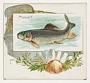 Mullet, from Fish from American Waters series (N39) for Allen & Ginter Cigarettes by Allen & Ginter|Lindner, Eddy & Claus