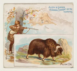 Musk Ox, from Quadrupeds series (N41) for Allen & Ginter Cigarettes