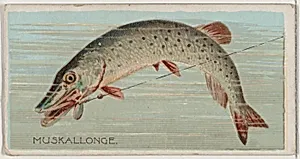 Muskallonge, from the series Fishers and Fish (N74) for Duke brand cigarettes by W. Duke, Sons & Co.|Knapp & Company
