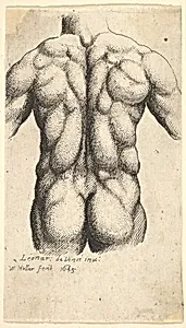 Naked male torso seen from behind by Leonardo da Vinci|Wenceslaus Hollar