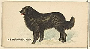 Newfoundland, from the Dogs of the World series for Old Judge Cigarettes by Goodwin & Company