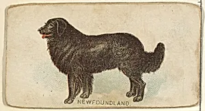 Newfoundland, from the Dogs of the World series for Old Judge Cigarettes by Goodwin & Company