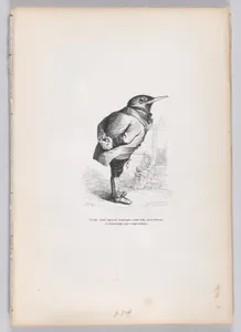 "Old, broken, haggard, whimsical, yet good, yet dedicated, and domestic by temperament" from Scenes from the Private and Public Life of Animals  by Honoré de Balzac|Charles Tamisier|J. J. Grandville
