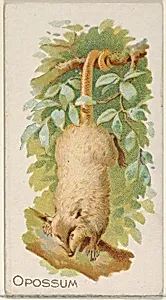 Opossum, from the Quadrupeds series (N21) for Allen & Ginter Cigarettes by Allen & Ginter|Lindner, Eddy & Claus