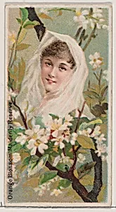 Orange Blossom: Maidenly Reserve, from the series Floral Beauties and Language of Flowers (N75) for Duke brand cigarettes by Donaldson Brothers|American Tobacco Company