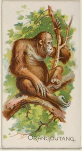 Orangoutang, from the Quadrupeds series (N21) for Allen & Ginter Cigarettes