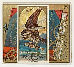 Osprey, from the Birds of America series (N37) for Allen & Ginter Cigarettes by Allen & Ginter