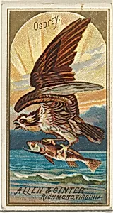 Osprey, from the Birds of America series (N4) for Allen & Ginter Cigarettes Brands by Allen & Ginter