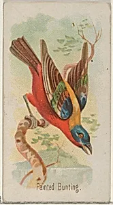 Painted Bunting, from the Song Birds of the World series (N23) for Allen & Ginter Cigarettes by George S. Harris & Sons|Allen & Ginter