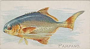 Pampano, from the Fish from American Waters series (N8) for Allen & Ginter Cigarettes Brands by Allen & Ginter|Lindner, Eddy & Claus