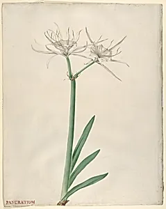 Pancratium by Georg Dionysius Ehret