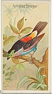 Paradise Tanager, from the Birds of the Tropics series (N5) for Allen & Ginter Cigarettes Brands by Allen & Ginter|George S. Harris & Sons