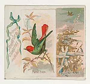 Parrot Finch, from the Song Birds of the World series (N42) for Allen & Ginter Cigarettes by Allen & Ginter|George S. Harris & Sons